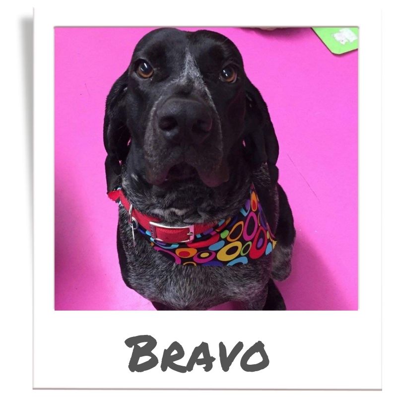 Sunshine Fund pet rescued by The Animal League, Bravo