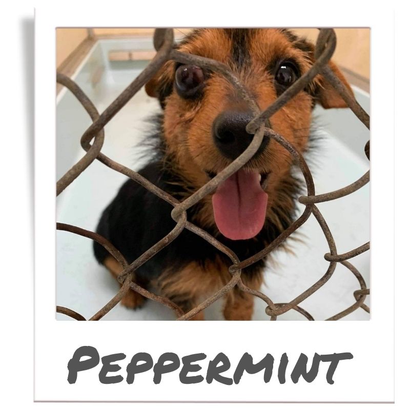 Sunshine Fund pet rescued by The Animal League, Peppermint