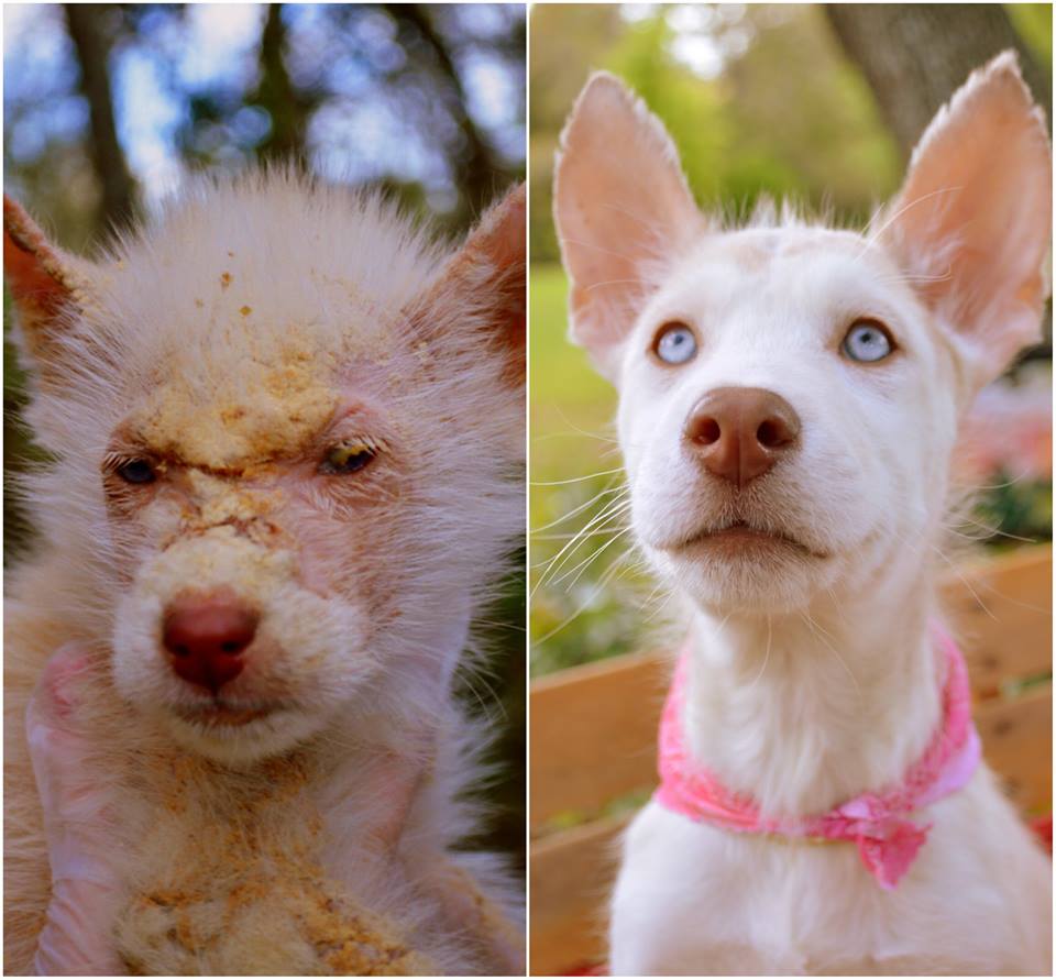 Transfprmation of Lana, Husky Puppy