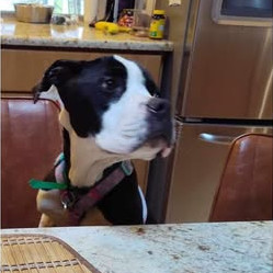 Wally sits at the dinner table, wondering where his food is!