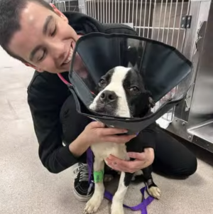 Wally receives cuddles from a volunteer at Then Animal League.