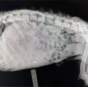 A side-view x-ray of Wally's stomach, full of rocks and plastic.